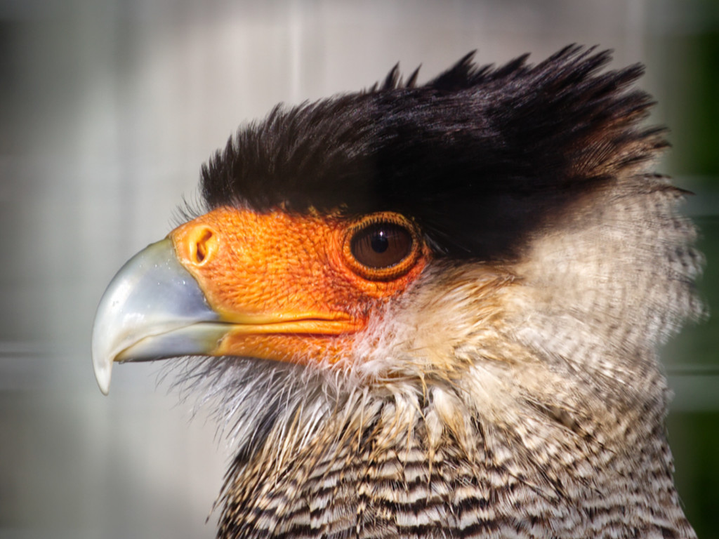Crested Caracara.jpg
