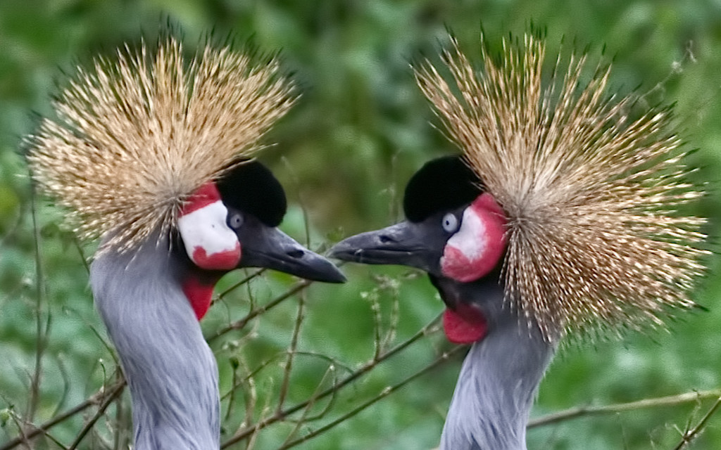 Crowned Cranes 01.jpg