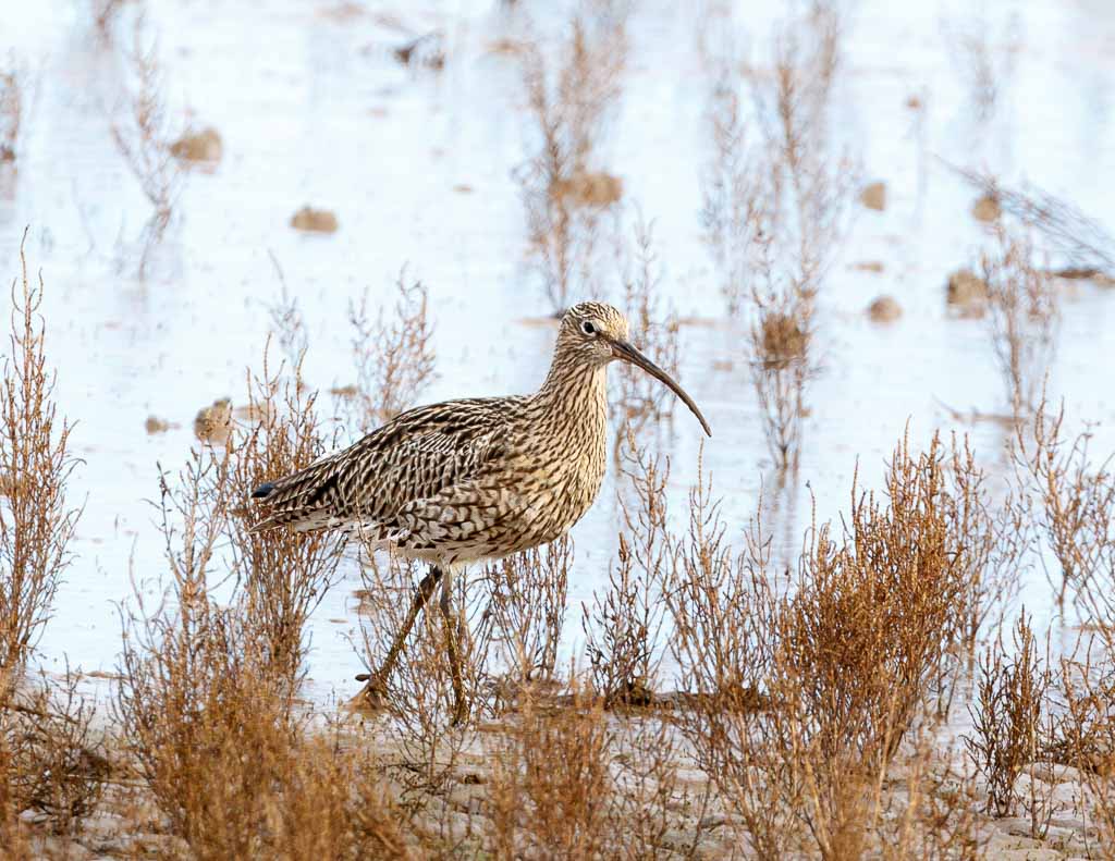 Curlew