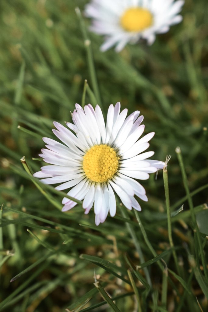 Daisies | Nikon D5300