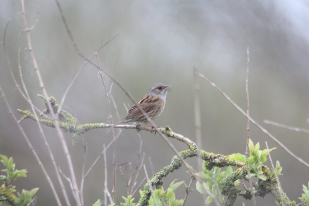 Dunnock (focus)