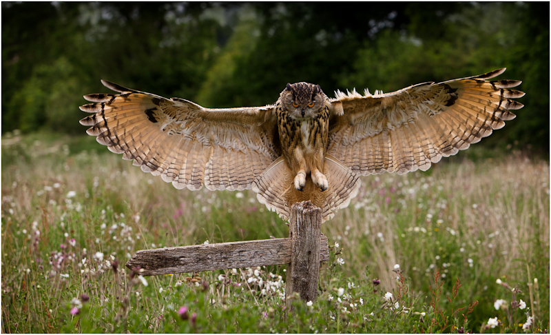 Eagle Owl Landing