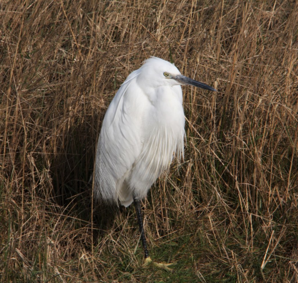Egret
