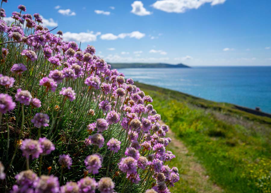 Flowers on the Coast