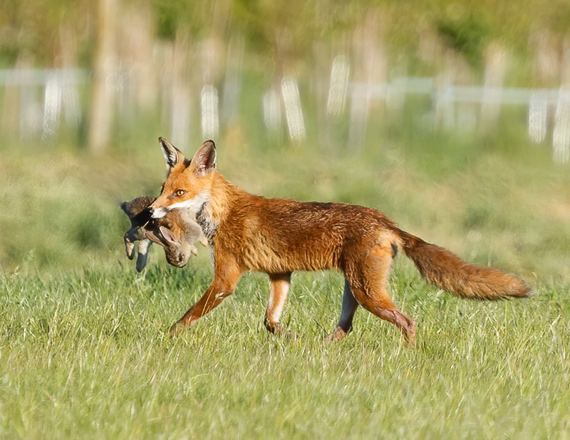 Fox with rabbit