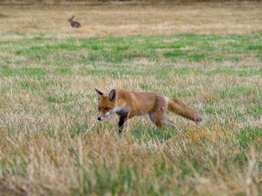Fox