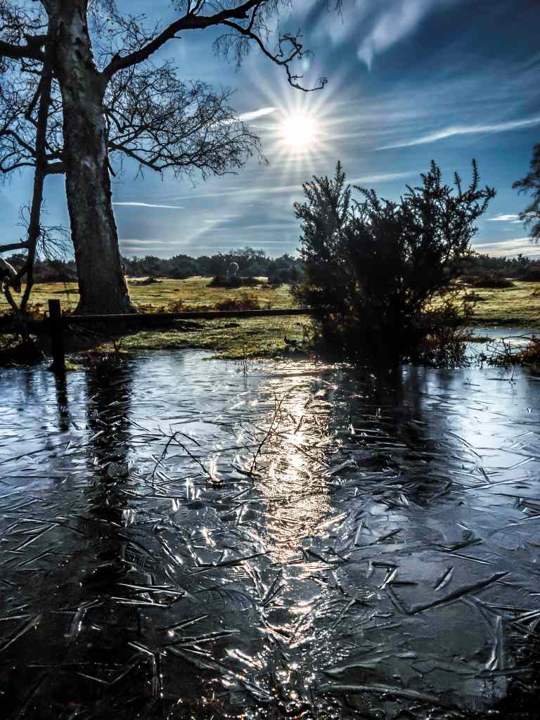Frozon Puddle New Forest Nov 2024.jpg