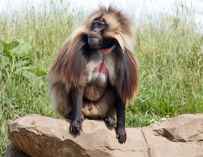 Gelada