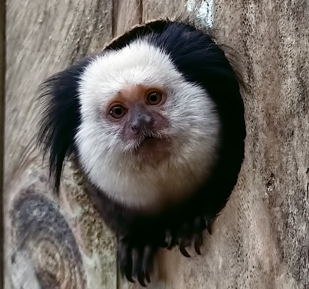 Geoffroys Marmoset.jpg