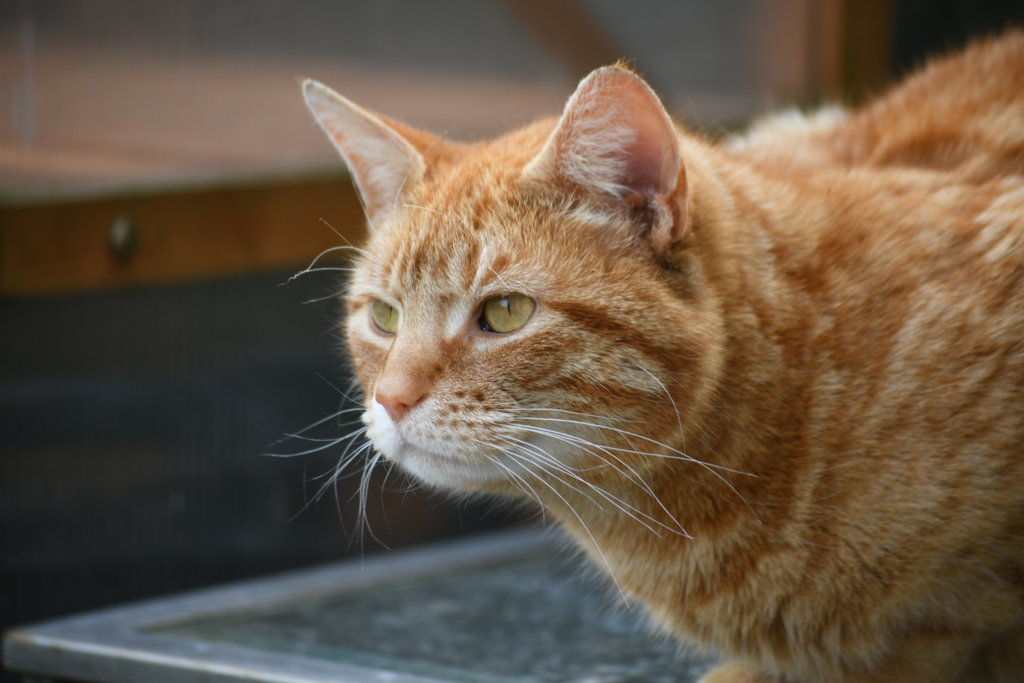 Ginger Cat