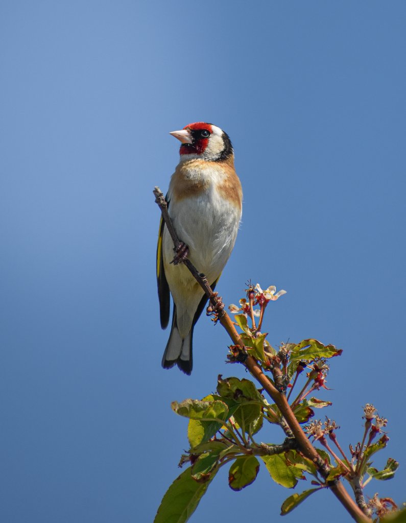 Goldfinch in the garden