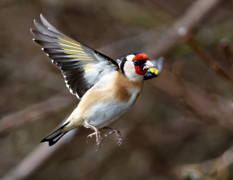 Goldfinch