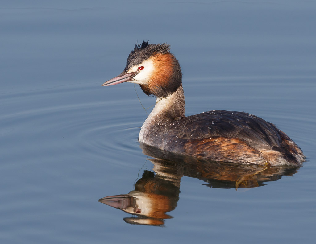 Great Crested Grebe