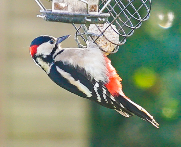Great Spotted Woodpecker