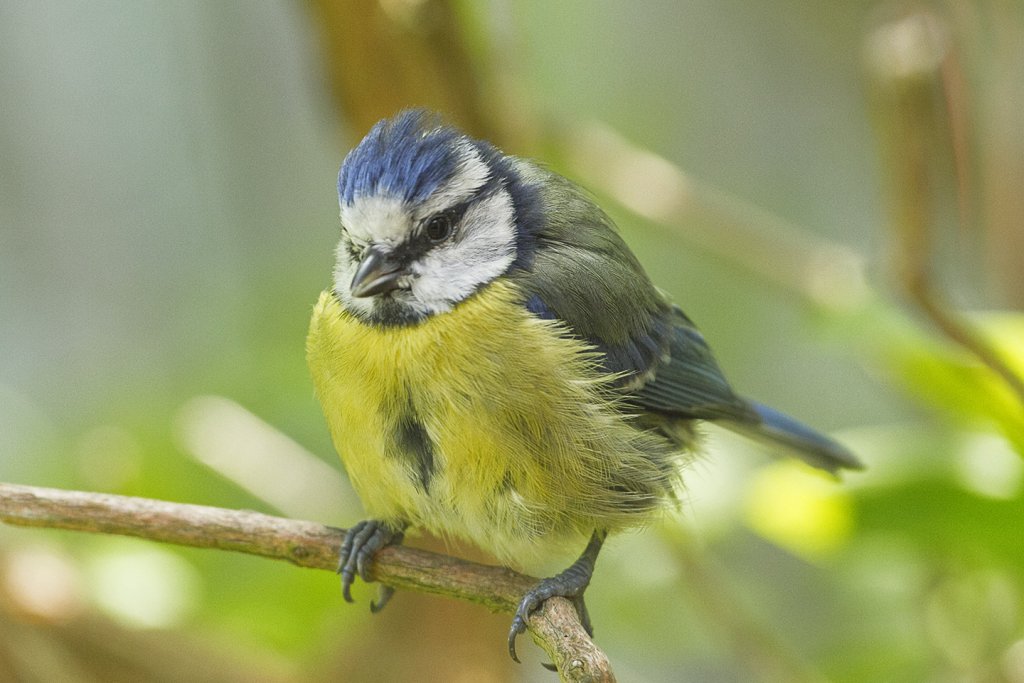 Great Tit