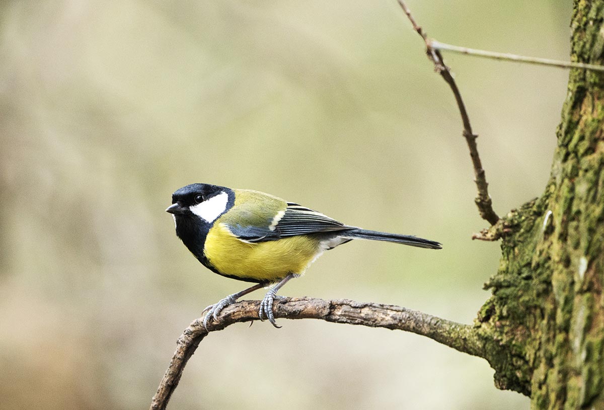 Great Tit
