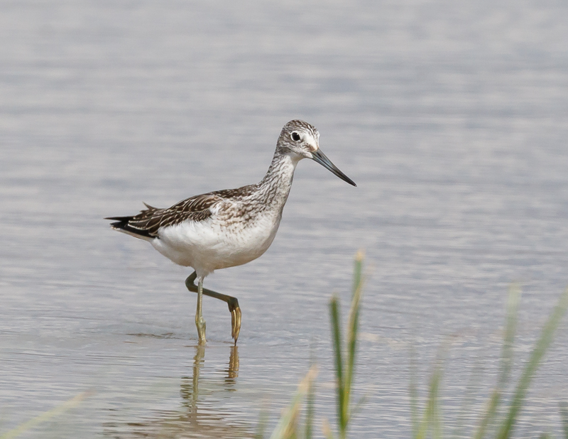Greenshank