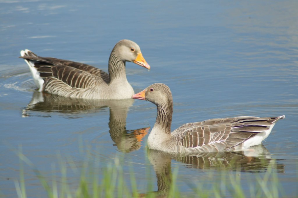 Greylag Geese