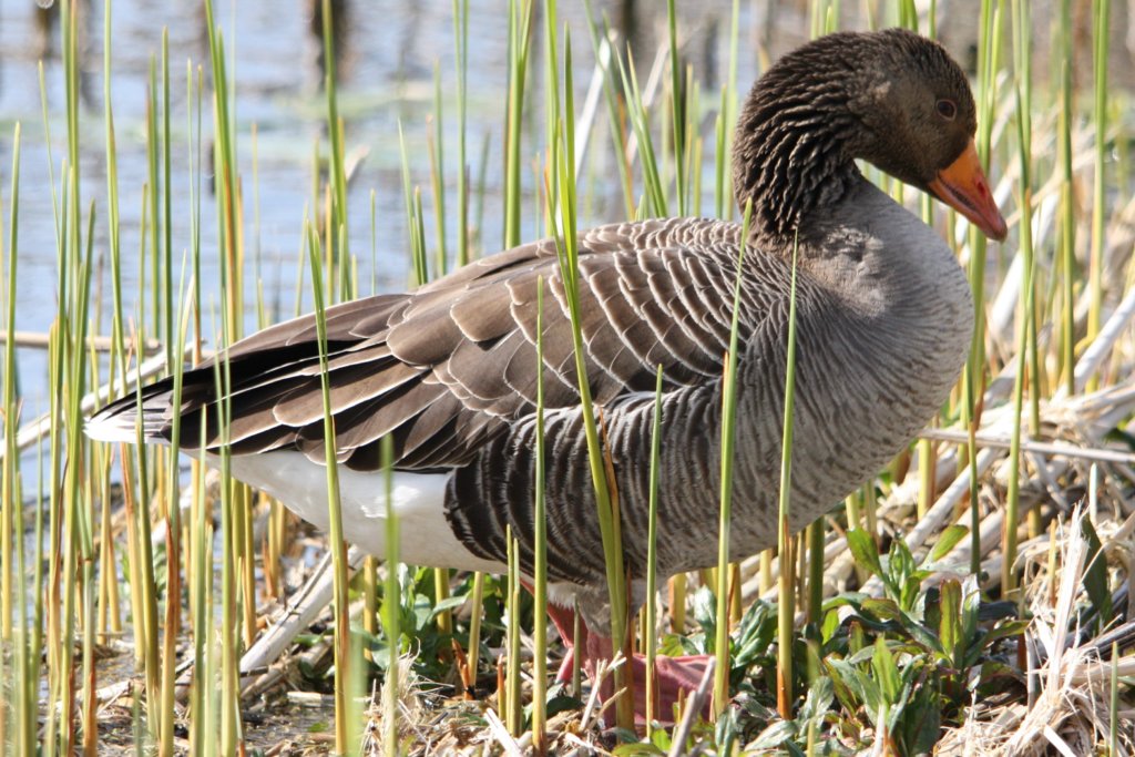Greylag Goose
