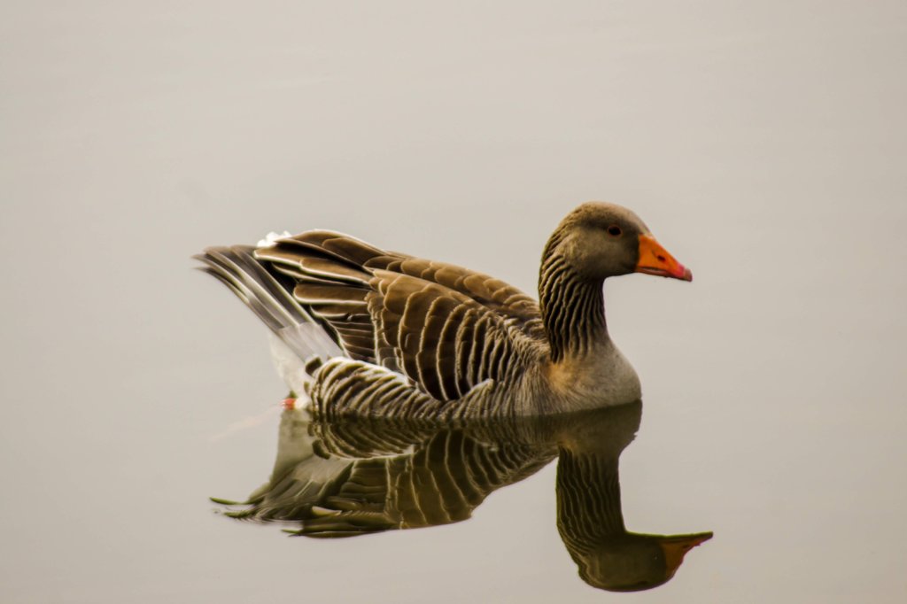 Greylag Goose