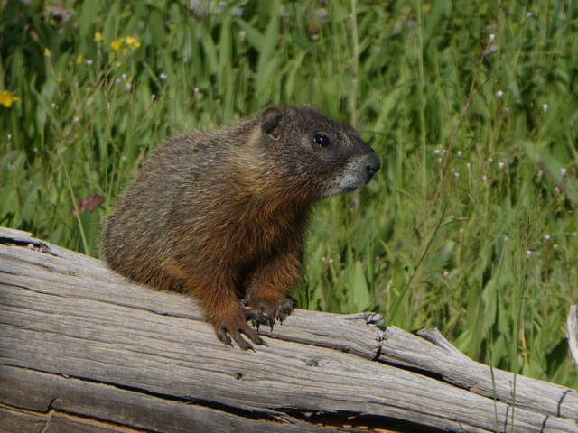 Groundhog - Yellowstone