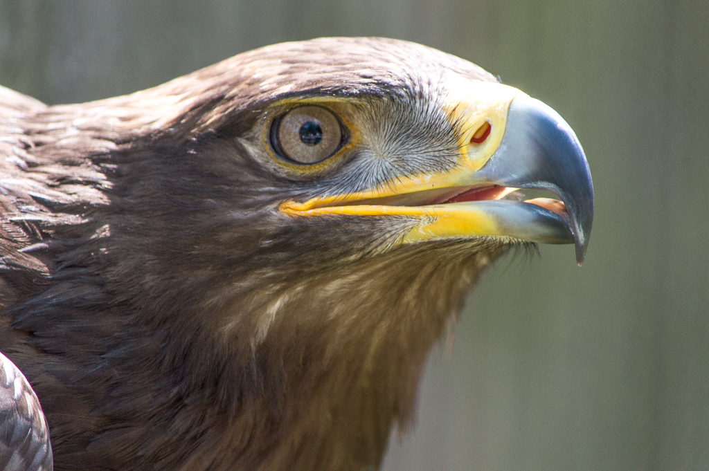 harris hawk eye.jpg