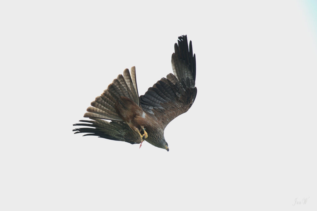 Hawk Conservancy 190625 23.jpg