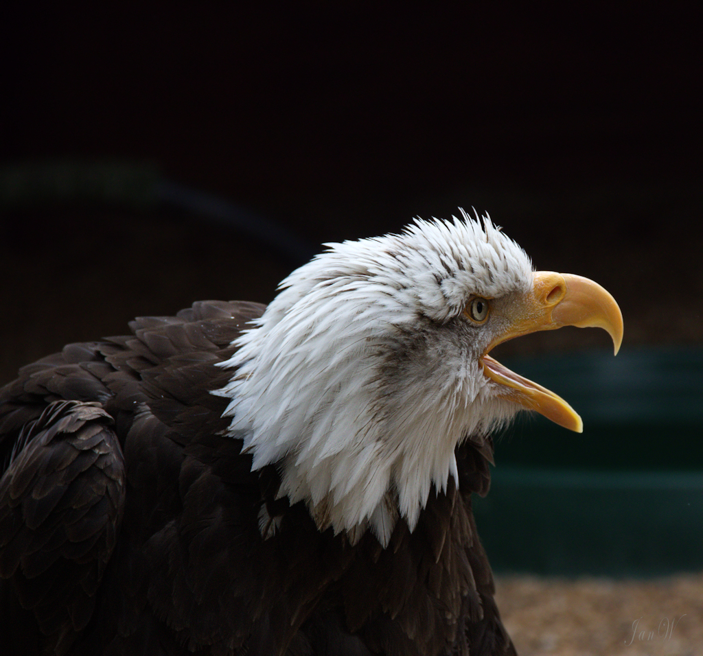 Hawk Conservancy 190625 25.jpg