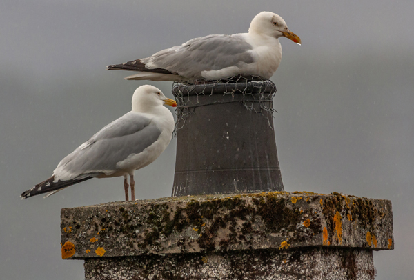 Herring Gulls.jpg
