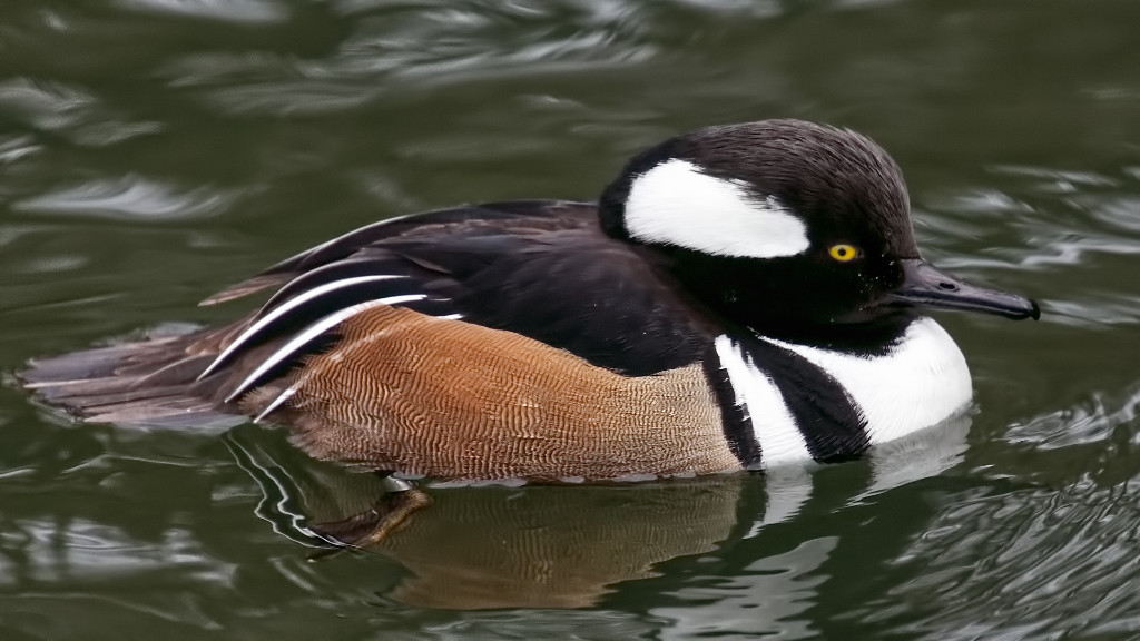 Hooded Marganser.jpg