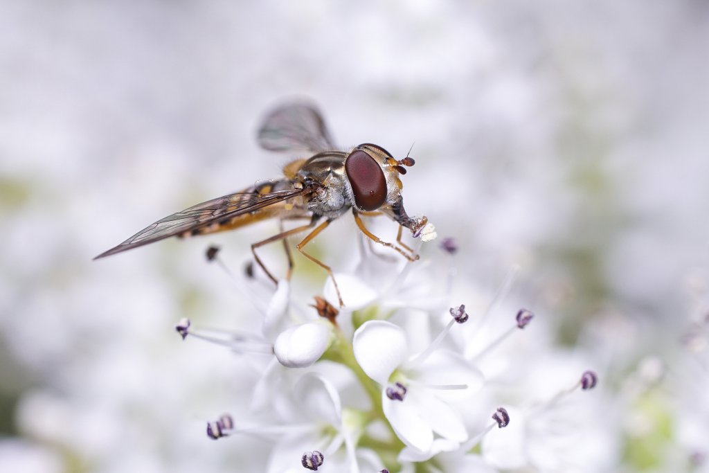 Hoverflies 2
