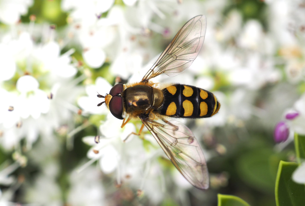 Hoverfly