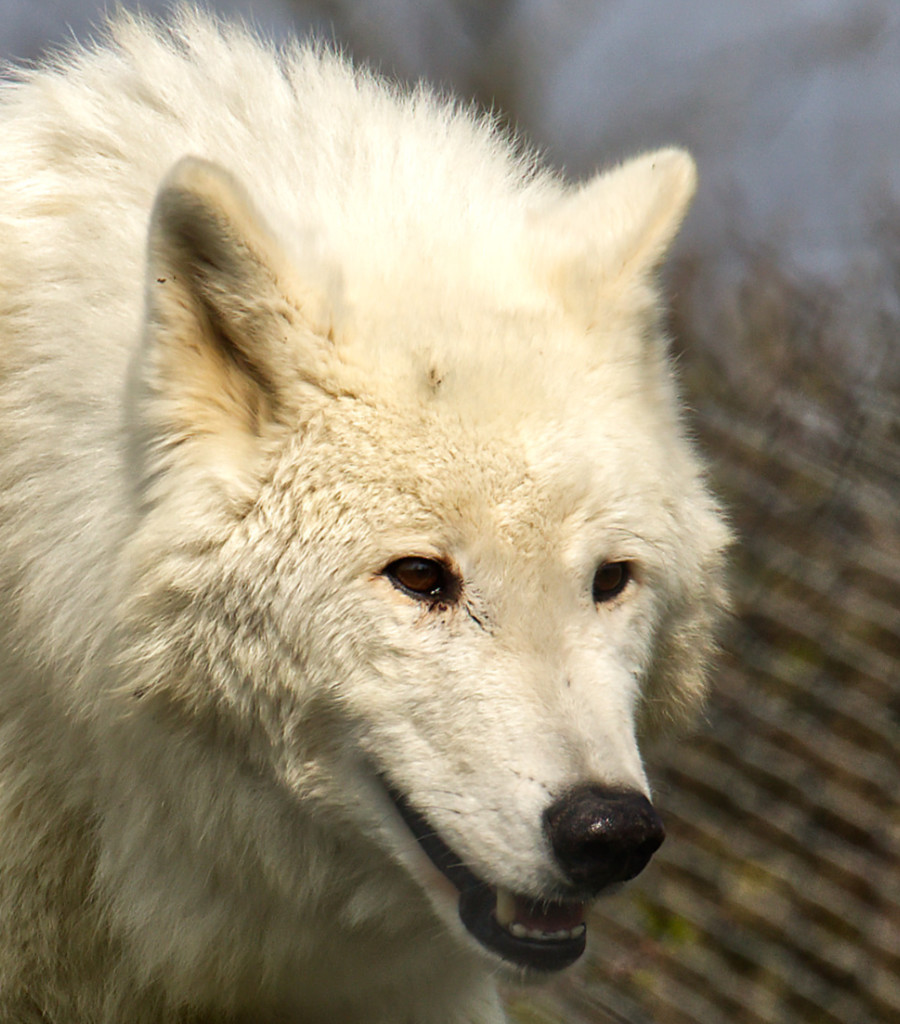 Hudson Bay Wolf (Canis Lupus Hudsonicus).jpg