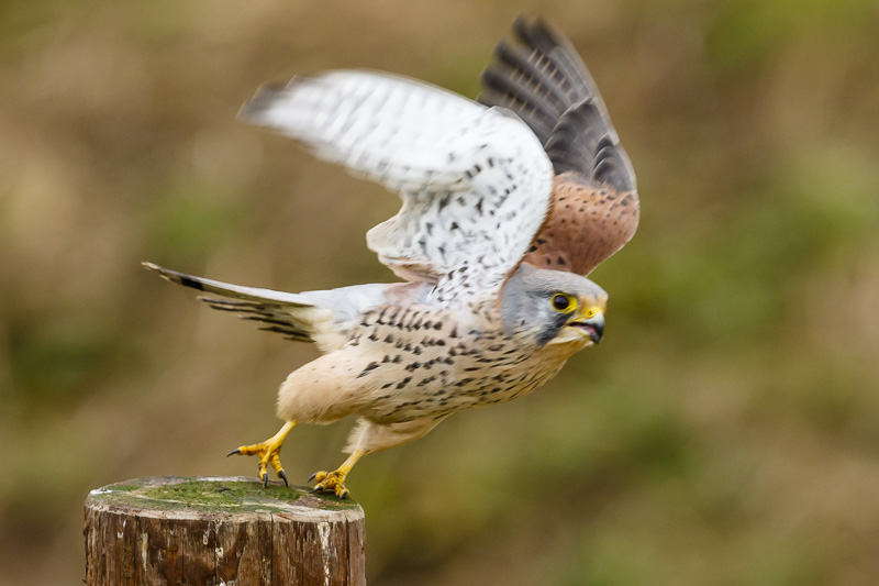Kestrel (male)