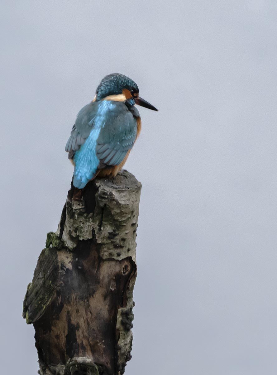 Kingfisher 2
