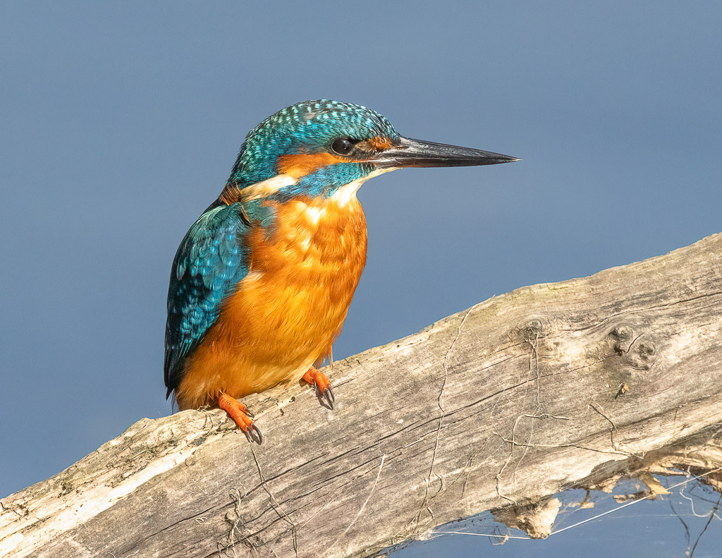 Kingfisher (male)