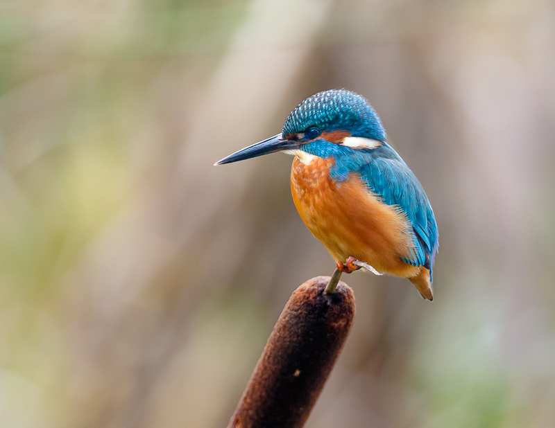 Kingfisher on bulrush