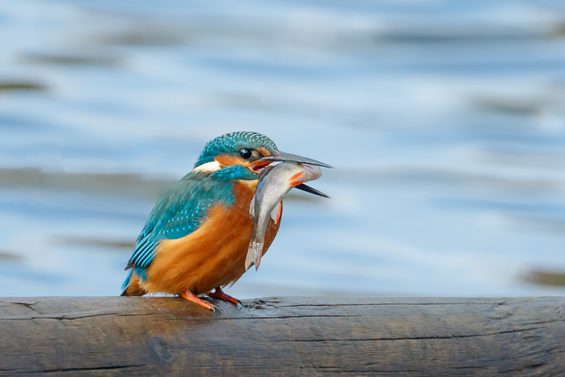 Kingfisher with lunch