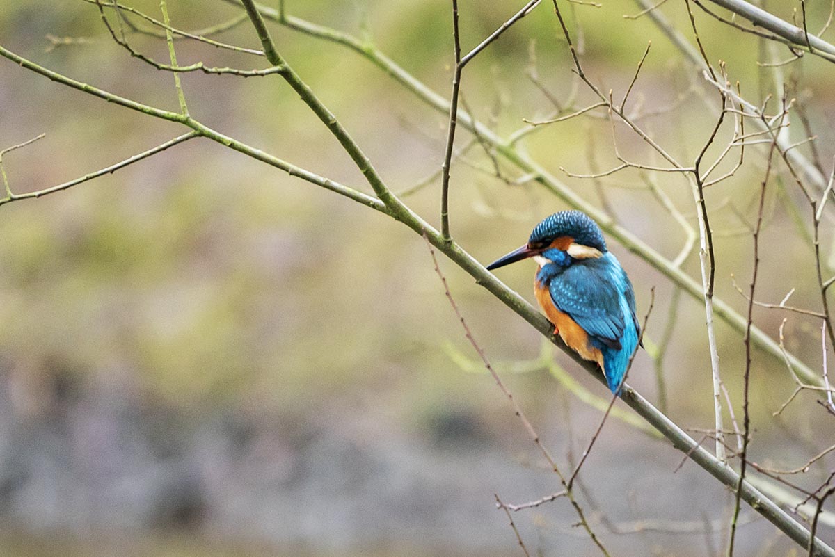 Kingfisher