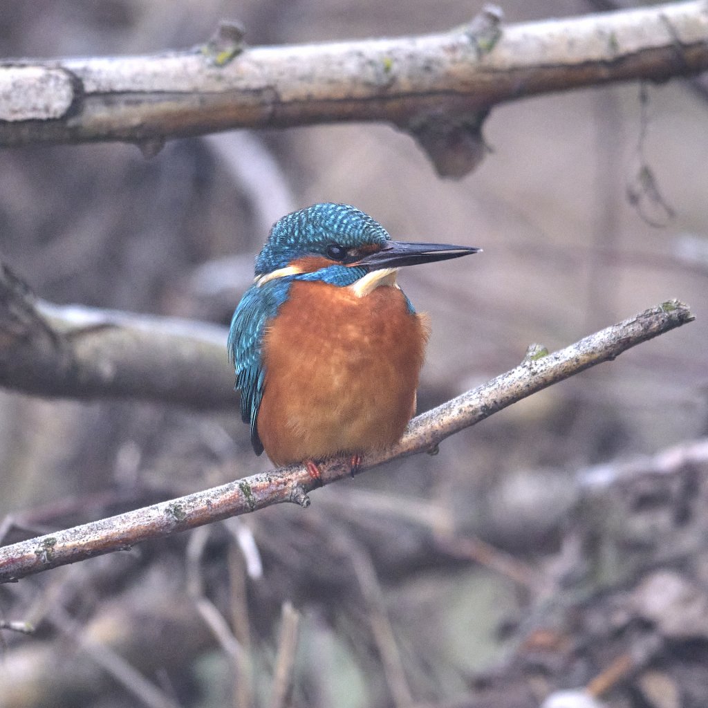 kingfisher__DSF3790 1.jpg