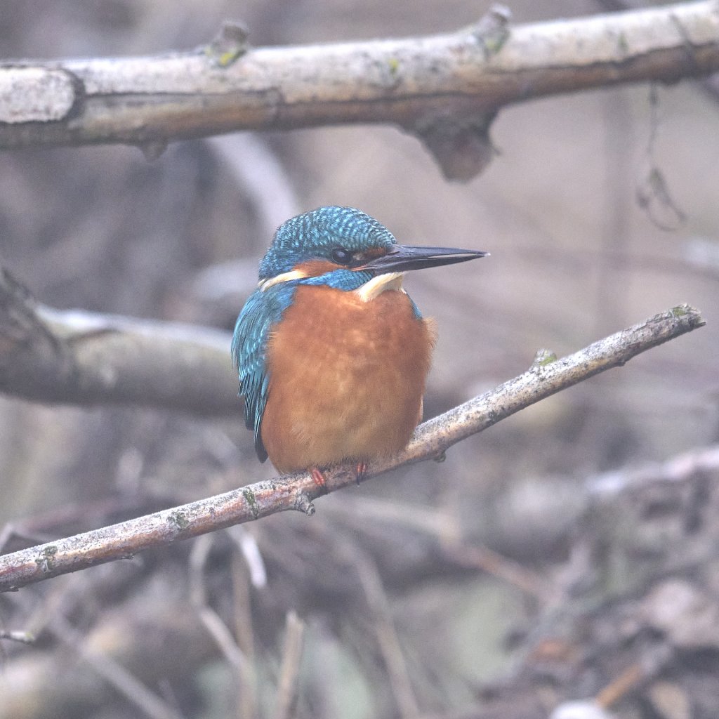kingfisher__DSF3790.jpg