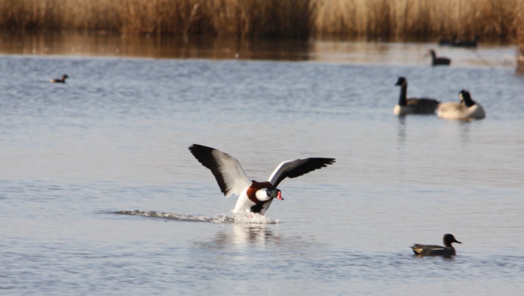 Landing Shelduck