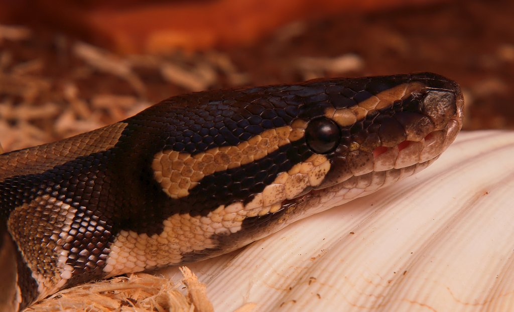 Lara Royal Python.jpeg