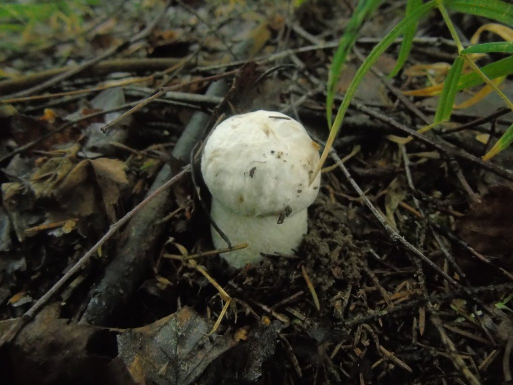 Leccinum percandidum