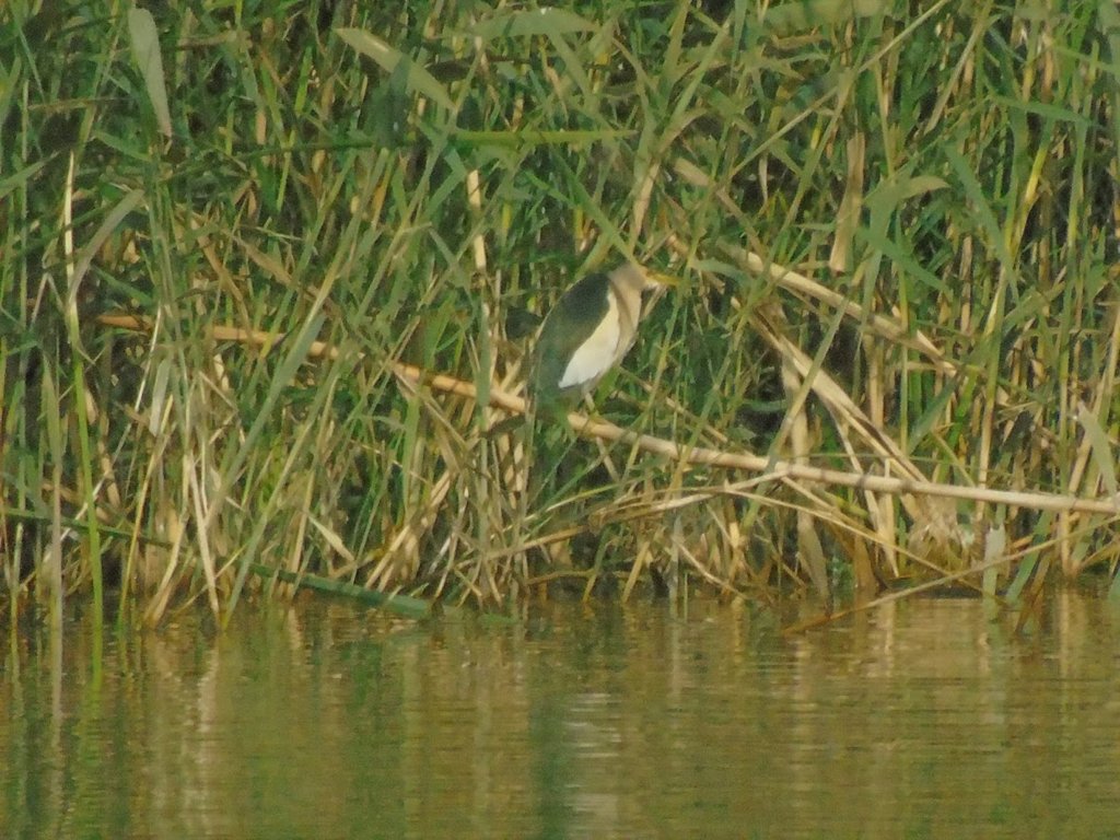 Little bittern
