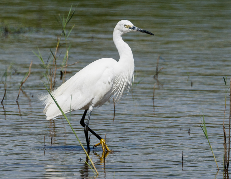 Little Egret