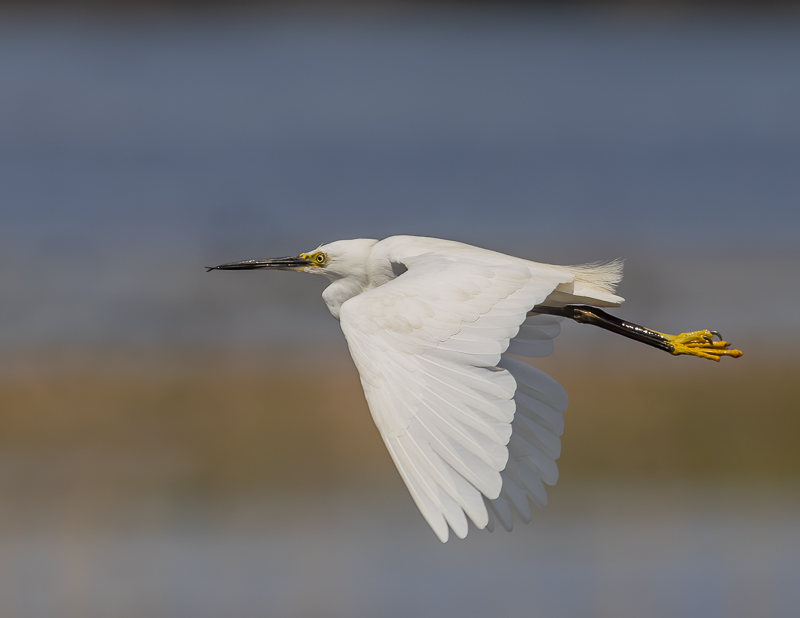 Little Egret