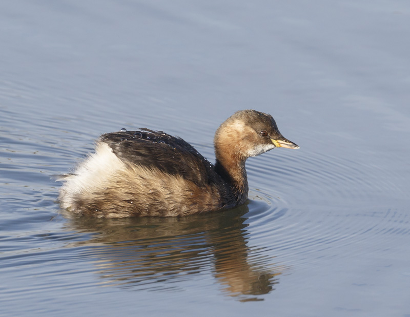 Little Grebe
