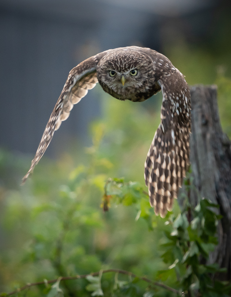 Little Owl incoming.jpg