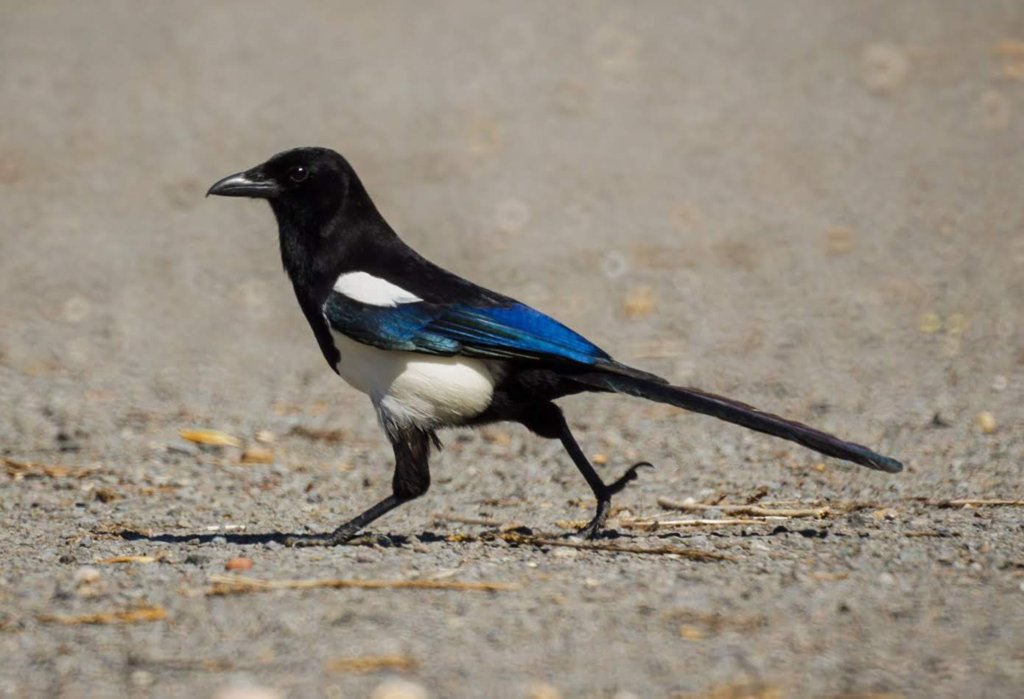 Magpie